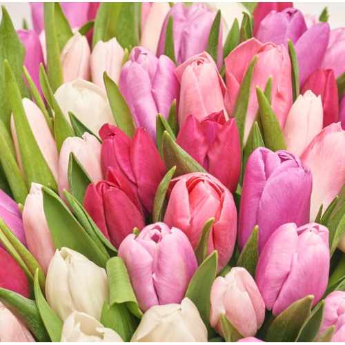 101 тюльпан мікс