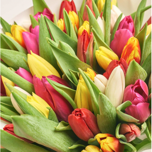 35 тюльпанів мікс