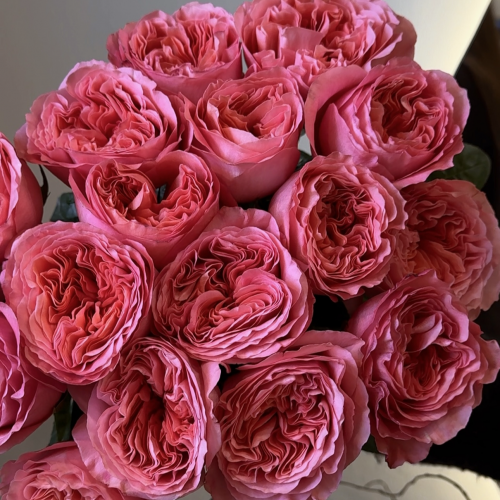 Троянда Candy X-pression поштучно