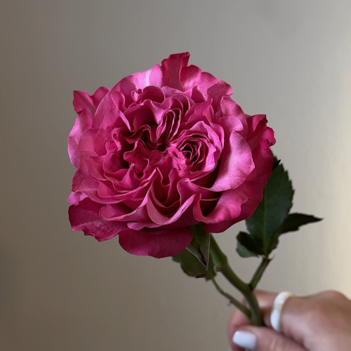 Троянда Country Blues поштучно