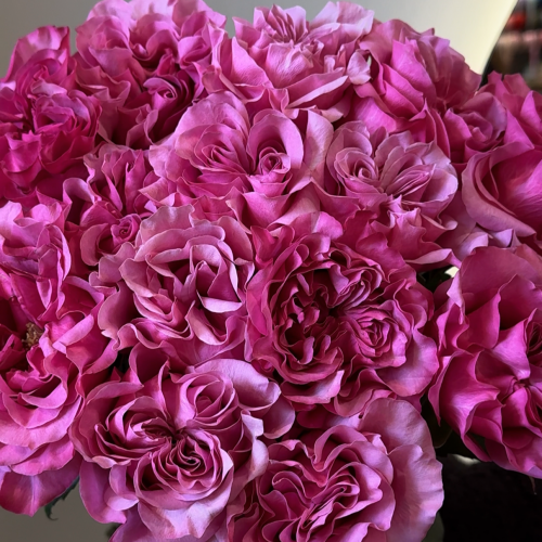 Троянда Country Blues поштучно