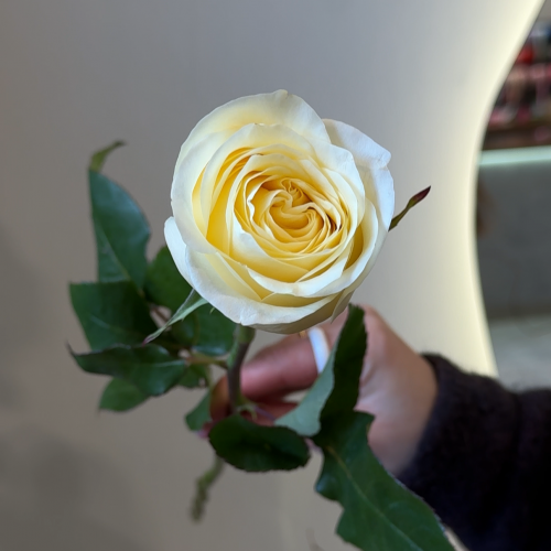 Троянда CamdleLight поштучно