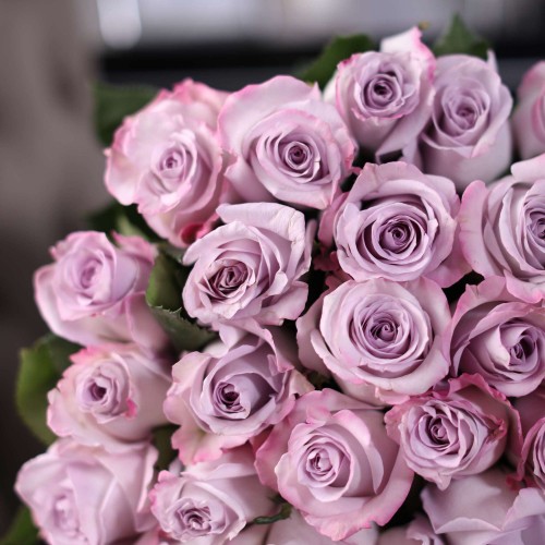 51 пурпурная роза Purple