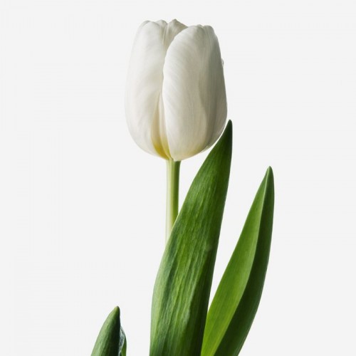 21 белый тюльпан