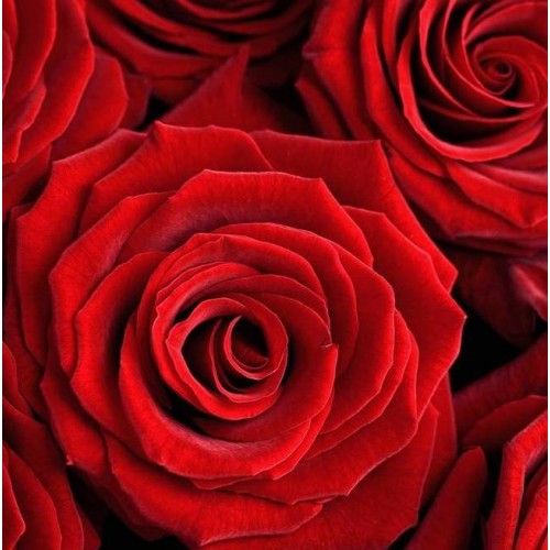 Красные розы поштучно