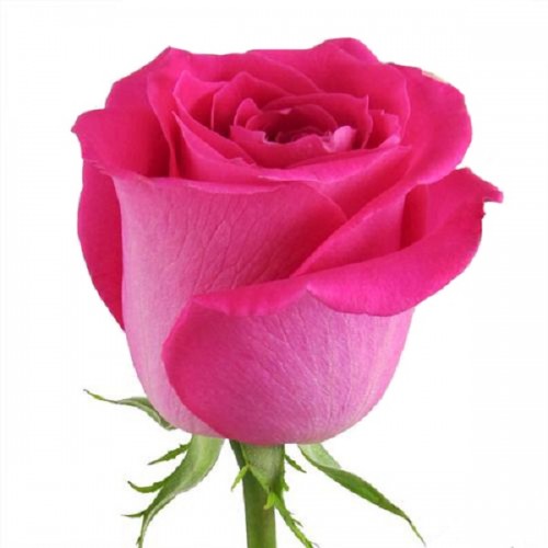 Импортные розовые розы поштучно