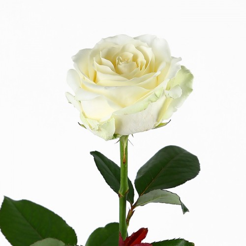21 белая роза