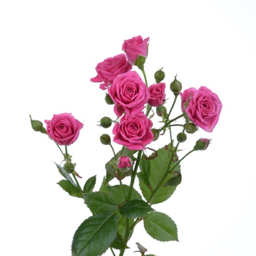 Кустовая роза Lovely Lydia