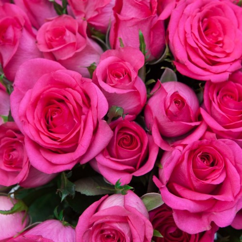Импортные розовые розы поштучно